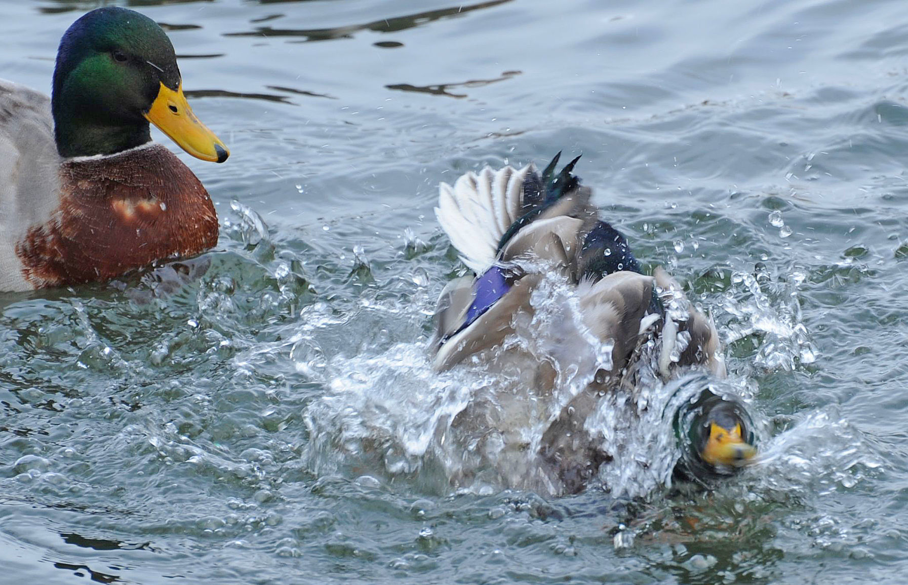Duck bath